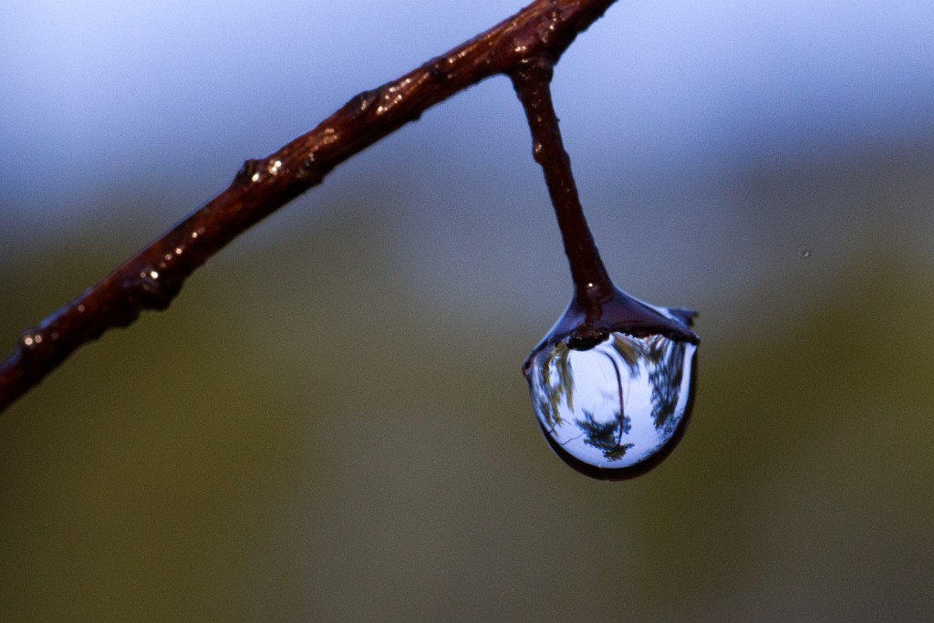 Drop_of_water_in_forest