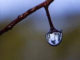 Drop_of_water_in_forest.jpg